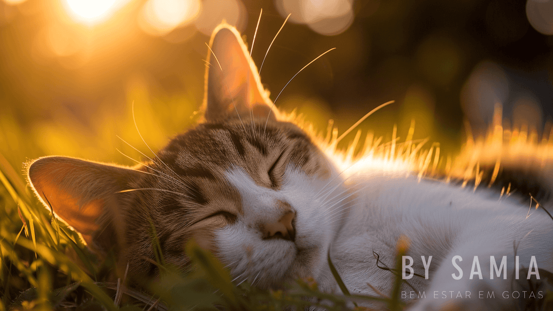 A Sinergia do Cuidado: Como Veterinários e Aromaterapeutas Trabalham Juntos pelos Pets