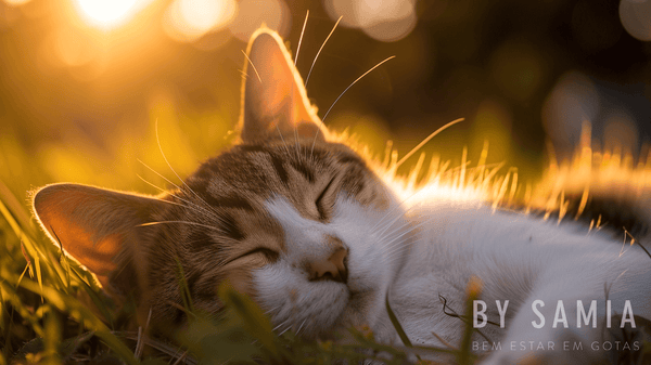 A Sinergia do Cuidado: Como Veterinários e Aromaterapeutas Trabalham Juntos pelos Pets