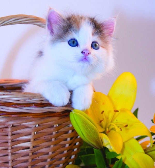 Animais de estimação também podem aproveitar os benefícios da aromaterapia