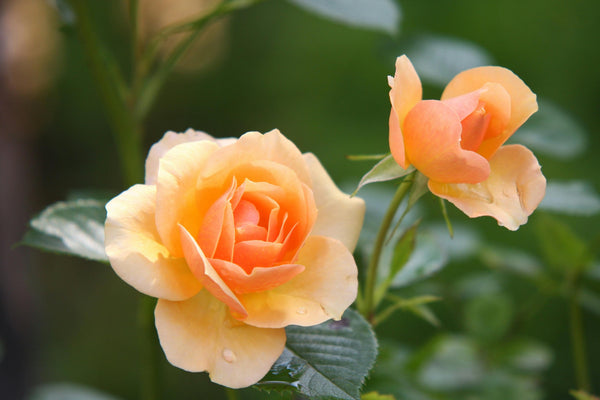 Que tal usar o maravilhoso óleo vegetal de Rosa Mosqueta