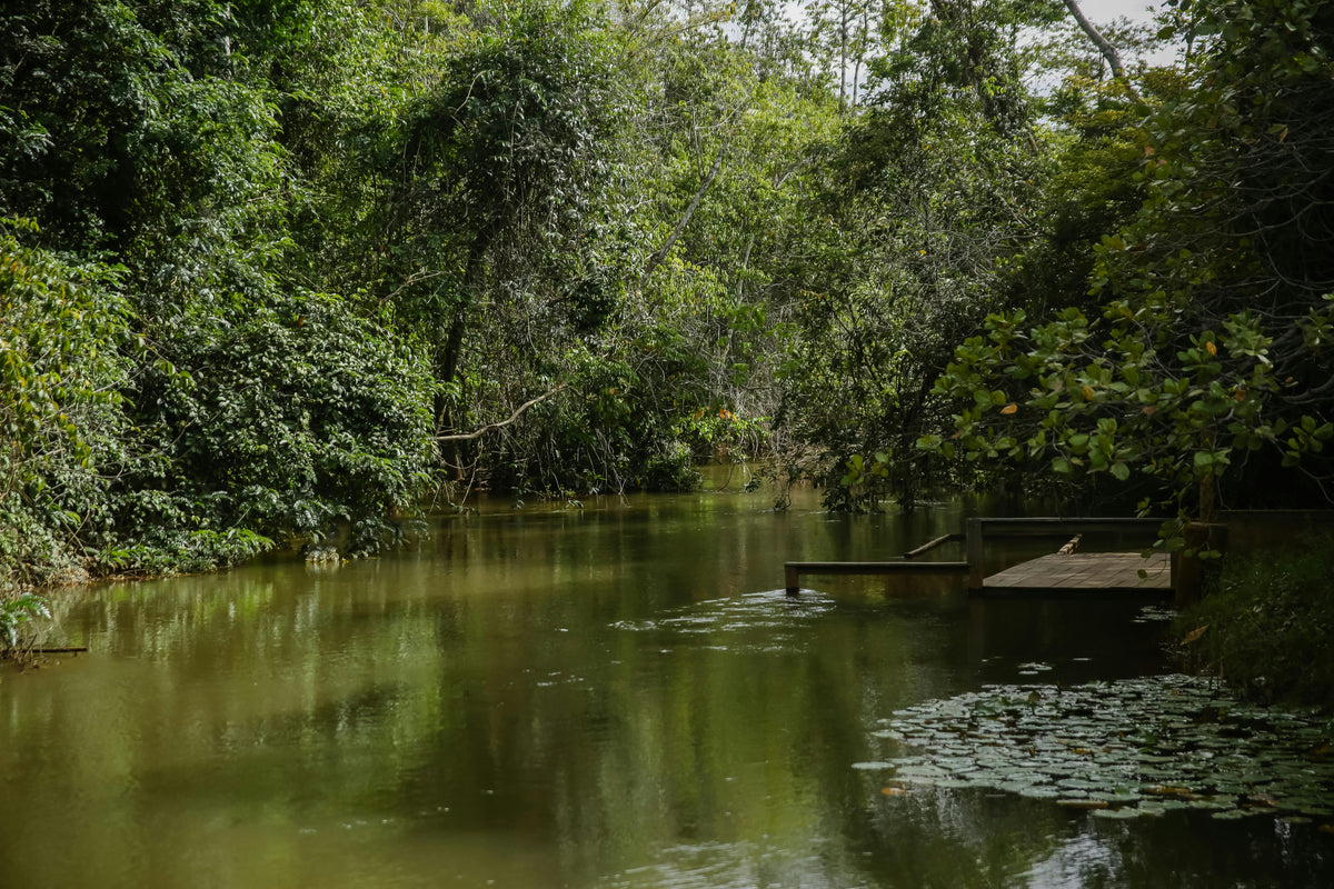 Banho de limpeza energética e pode usar esta mesma sinergia para limpar a casa