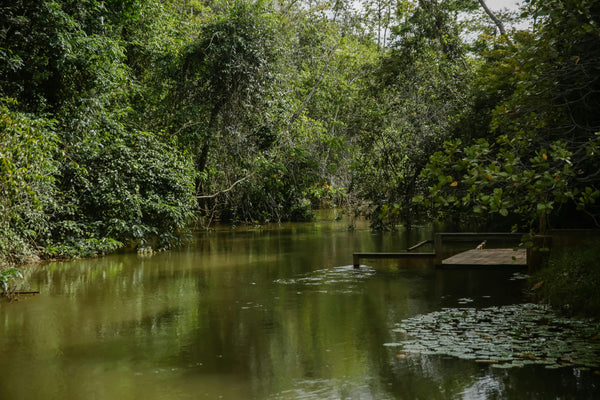 Banho de limpeza energética e pode usar esta mesma sinergia para limpar a casa