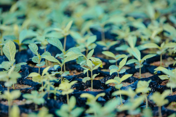aí vão mais receitinhas – para todos os tipos de probleminhas – aromaterapia por que usar