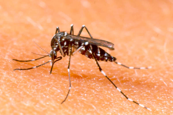 Repelentes Naturais - Xô Dengue, Xô Zika