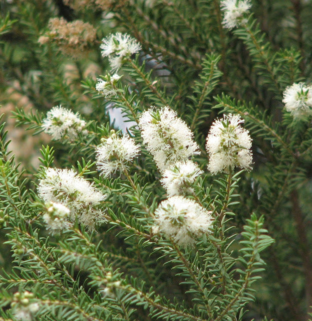 Óleo de Melaleuca para Acne, Caspa e Seborréia