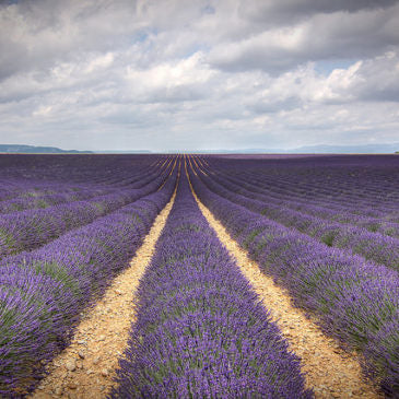 O Início da Aromaterapia por Monsieur Gattefossé - pela queimadura