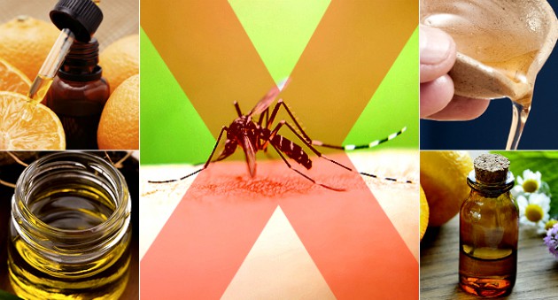 3 receitas caseiras para afastar mosquito da dengue