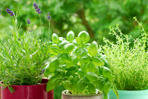 Os benefícios da sinergia entre óleos essenciais e os florais de Bach para o estresse