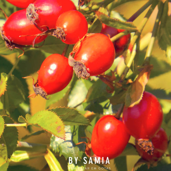 Receitas com o óleo vegetal de Rosa Mosqueta By Samia